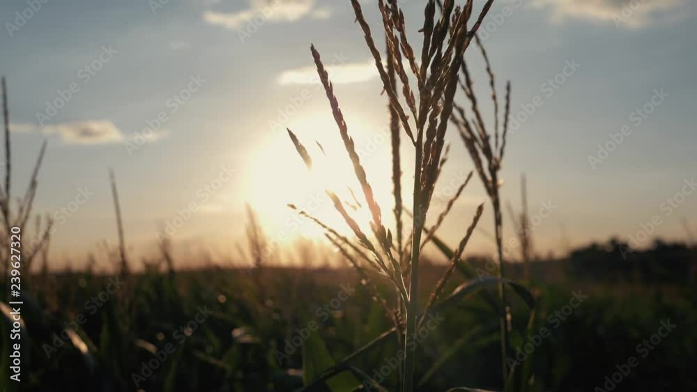 Sunset over the corn field. Corn in the sun. Sunset over the corn field. Corn in the sun.