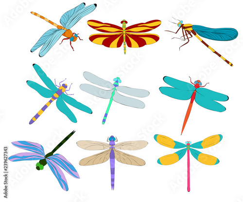 vector, isolated, set of bright flying dragonfly