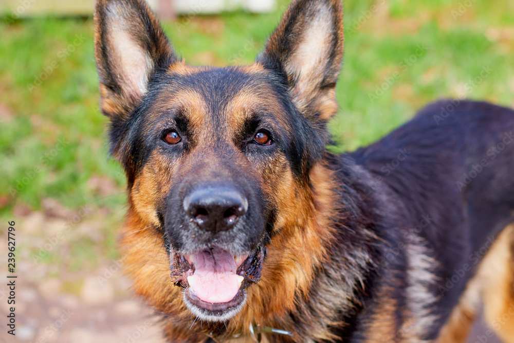 Muzzle and eyes of Dog German Shepherd outdoors in a summer Muzzle and eyes of Dog German Shepherd outdoors in a summer