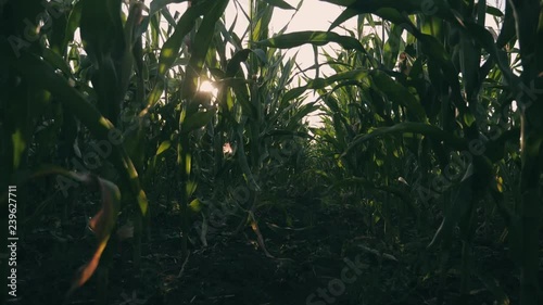 Wallpaper Mural Sunset over the corn field. Corn in the sun. Torontodigital.ca