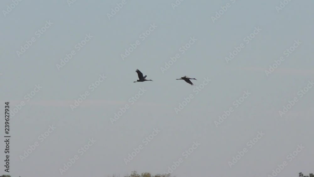 sandhill cranes in flight against the sky sandhill cranes in flight against the sky