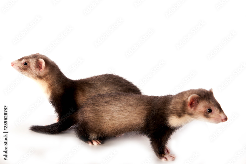furets sur fond blanc furets sur fond blanc