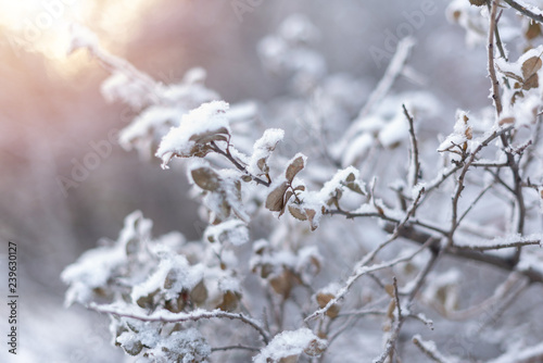 Snow-covered tree branch background © klavdiyav