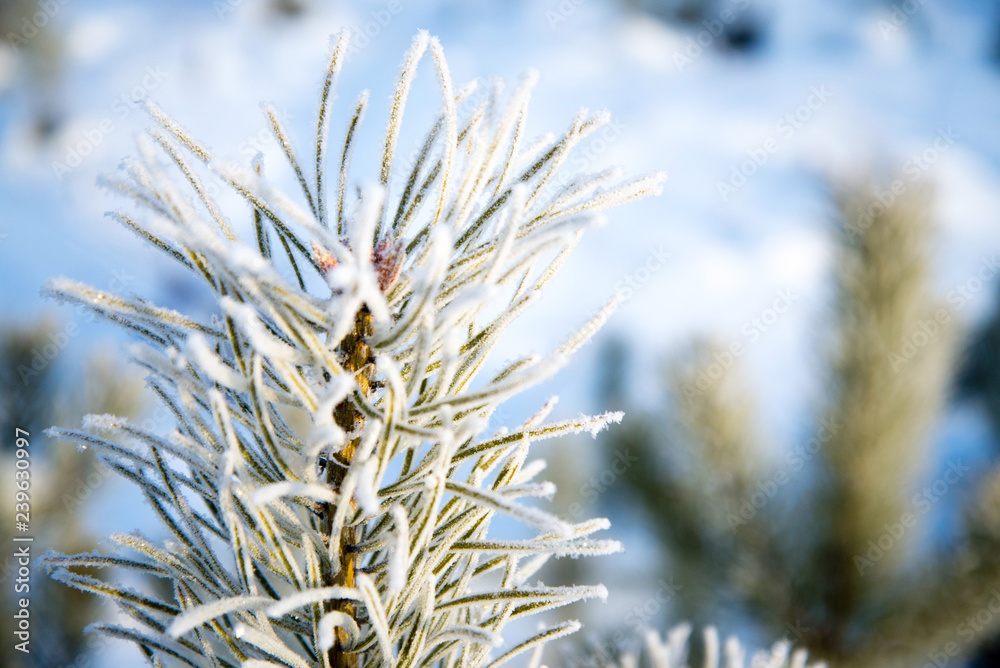 Pine branches covered with hoarfrost Pine branches covered with hoarfrost