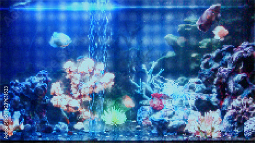 Tropical freshwater aquariu...