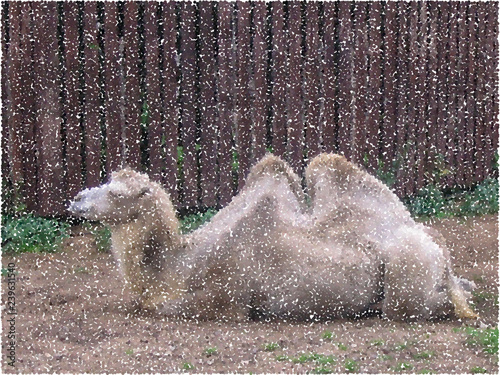 Camel resting. Vector color...