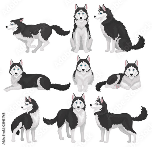 Siberian Husky set, white and black purebred dog animal in various poses vector Illustration on a white background photo