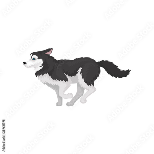 Siberian Husky running, white and black purebred dog animal with blue eyes vector Illustration on a white background