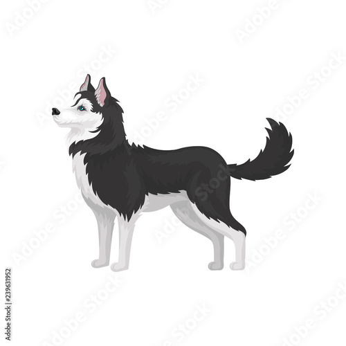 Siberian Husky, white and black purebred dog animal with blue eyes, side view vector Illustration on a white background