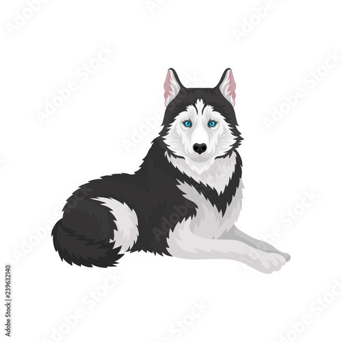 Siberian Husky, white and black purebred dog animal vector Illustration on a white background