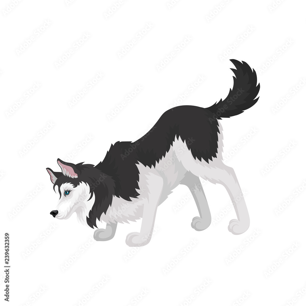 Siberian Husky, white and black fluffy purebred dog with blue eyes vector Illustration on a white background Siberian Husky, white and black fluffy purebred dog with blue eyes vector Illustration on a white background