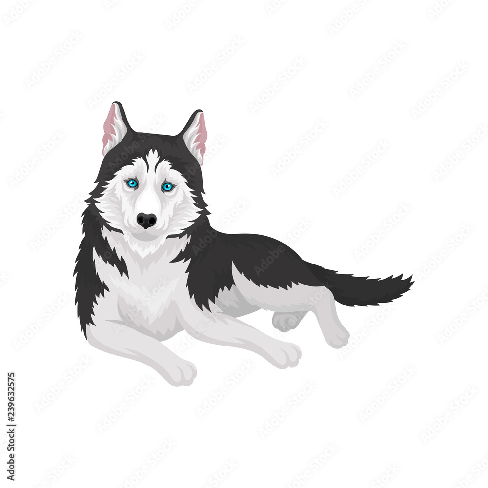Siberian Husky purebred dog with blue eyes vector Illustration on a white background