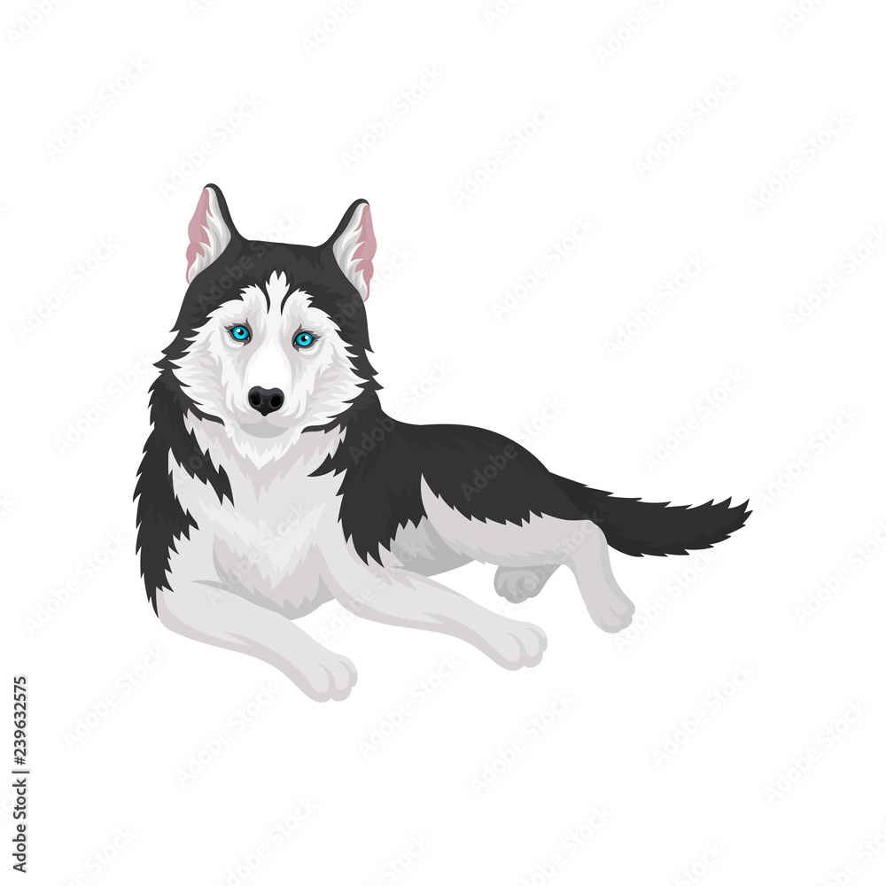 Siberian Husky purebred dog with blue eyes vector Illustration on a white background Siberian Husky purebred dog with blue eyes vector Illustration on a white background
