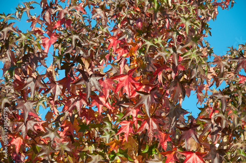 Red leaves in autumn season