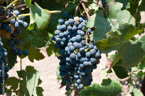 Grapes orchard for wine making