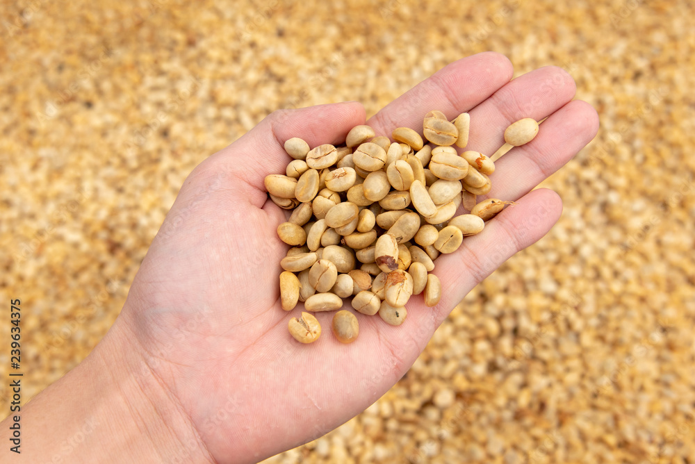 Closeup hand hold raw coffee bean for dry out Closeup hand hold raw coffee bean for dry out