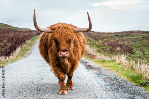  Scottish Highland Cattle bull with big horns stands on a street in Scottish Highlands, Scotland, Great Britain photo