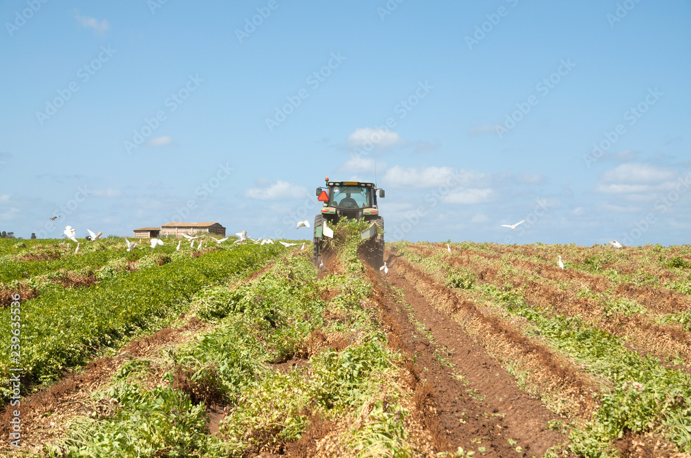 Fototapeta premium Tractor in Peanuts field