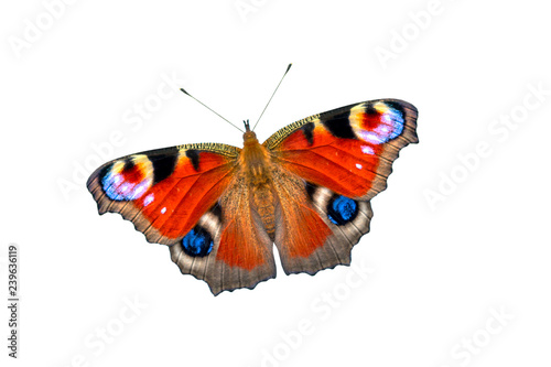 Beautiful colored butterfly on a white background. European Peacock butterfly (Inachis io)