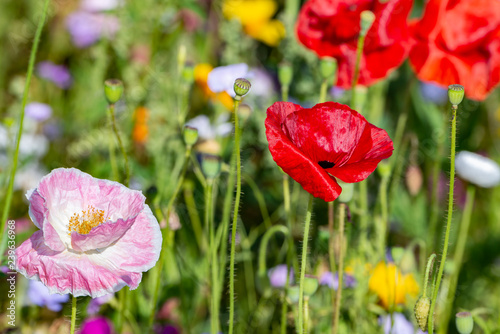spring meadow with poppies
