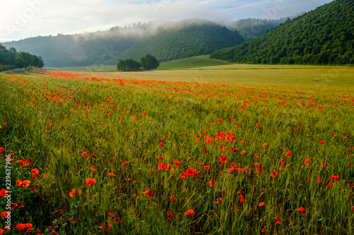 Les coquelicots sur le champ de blé, lever de soleil, brume de matin. 