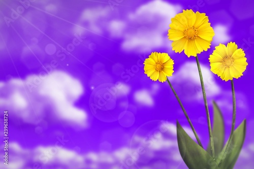 Beautiful live coreopsis with empty on left on cloudy sky bokeh background. Floral spring or summer flowers concept.