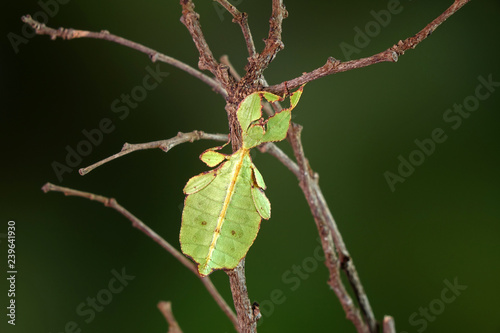 Leaf insect (Phyllium westwoodii),  Green leaf insect or Walking leaves are camouflaged to take on the appearance of leaves in spring season, rare and protected. Selective focus, blurred background. photo