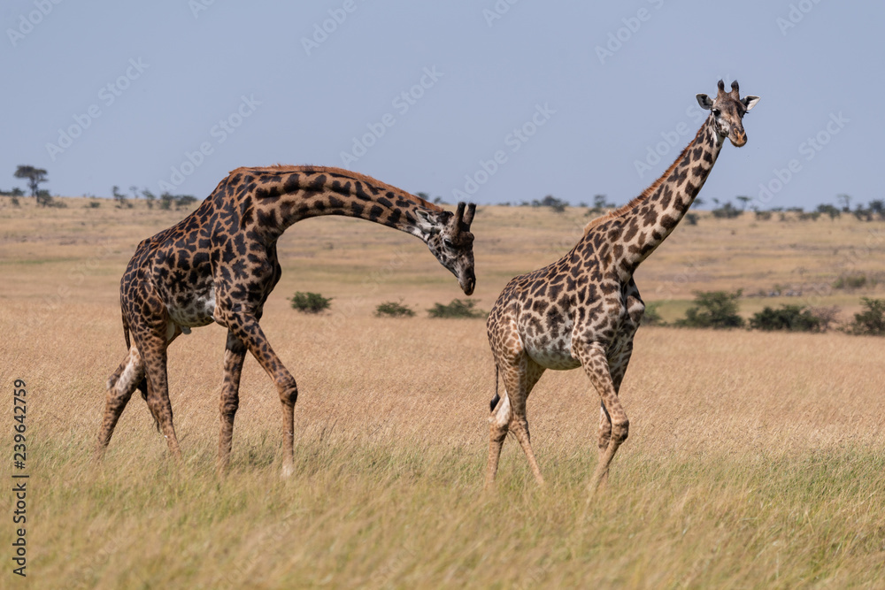 Obraz premium Male Masai giraffe bends to sniff female