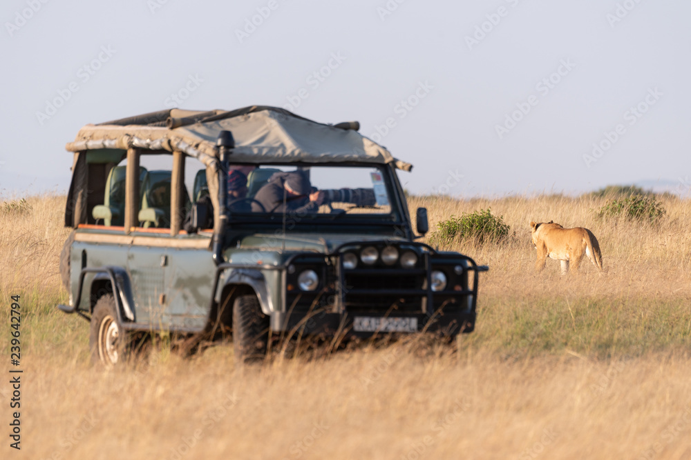 Man in truck photographs lioness on savannah Man in truck photographs lioness on savannah