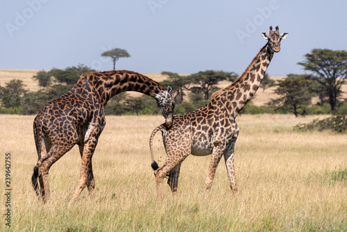 Male Masai giraffe bending to sniff female