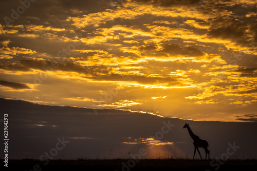 Masai giraffe walking on horizon at sunset