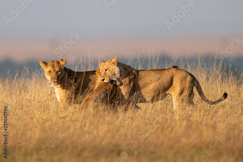 Photography One lioness bites another while third watches