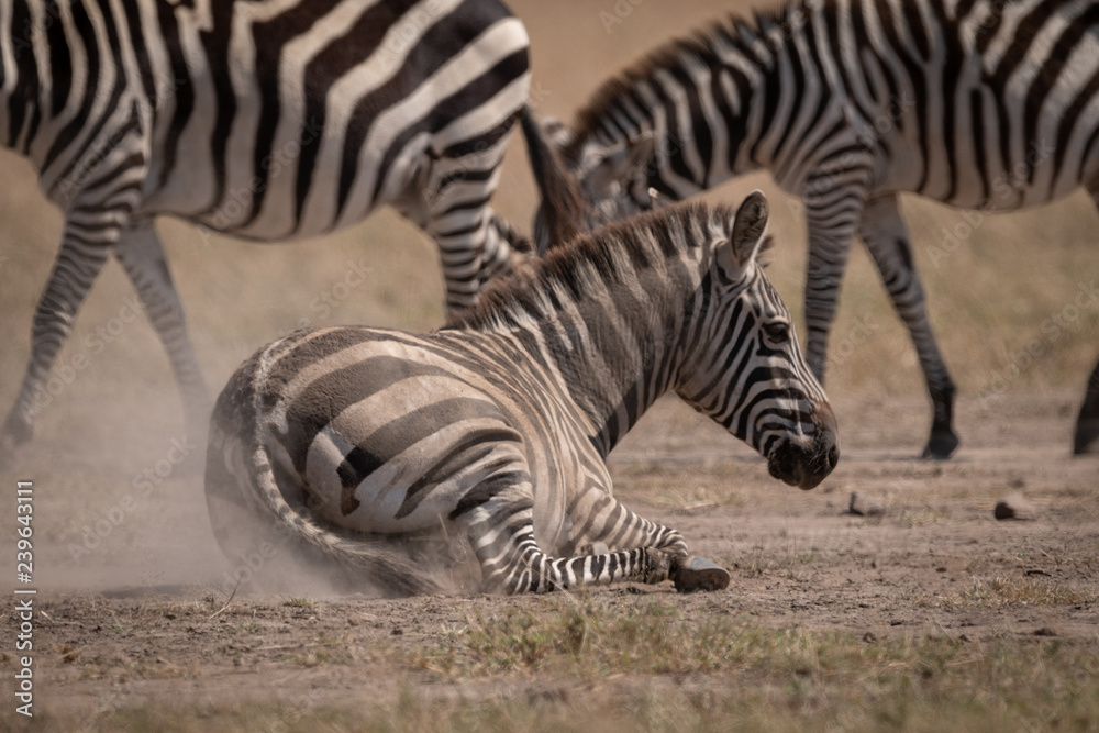 Plains zebra lying in dust beside others Plains zebra lying in dust beside others