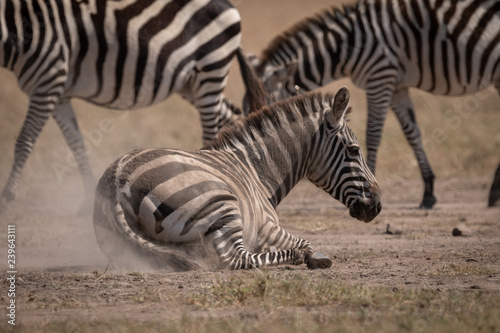 Plains zebra lying in dust beside others