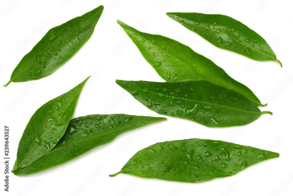 citrus leaves isolated on white background. top view. mandarin leaves. orange leaves citrus leaves isolated on white background. top view. mandarin leaves. orange leaves