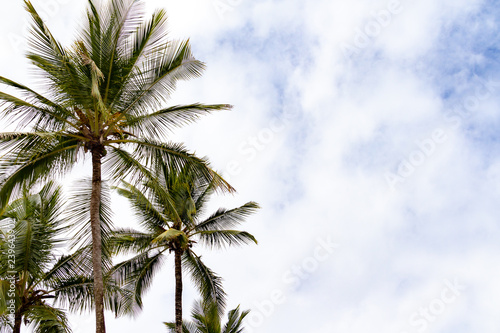 High coconut trees on the beach of Brazil