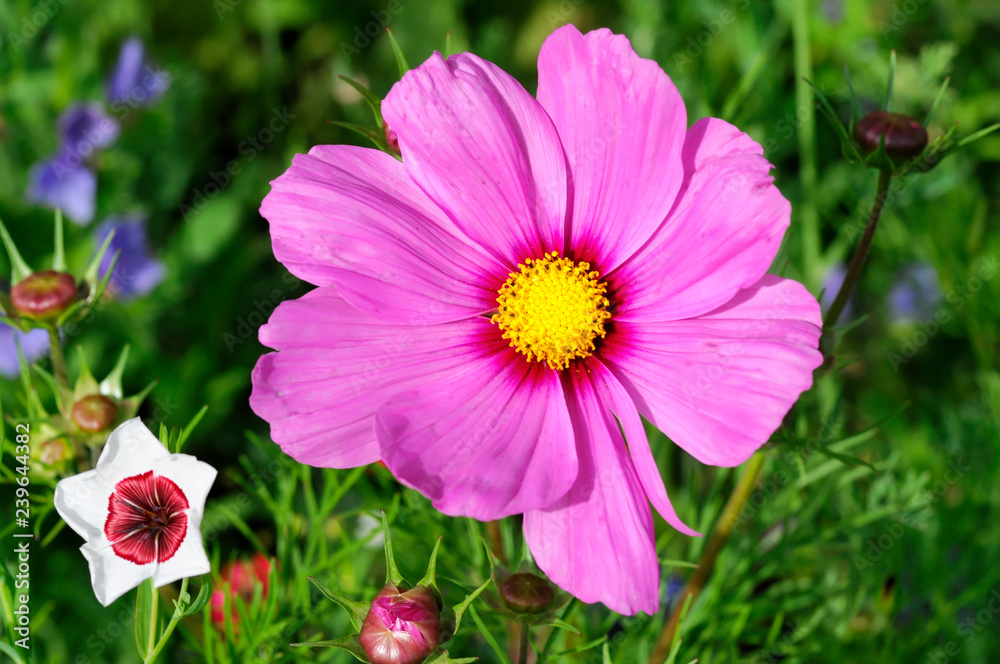 Schmuckkörbchen, Cosmea (Cosmea bipinnata), Schwäbisch Gmünd, Baden-Württemberg, Deutschland, Europa