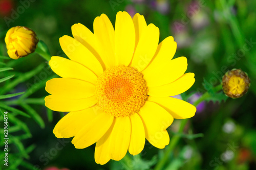 Gold-Margerite  Euryops spec.   Schw  bisch Gm  nd  Baden-W  rttemberg  Deutschland  Europa