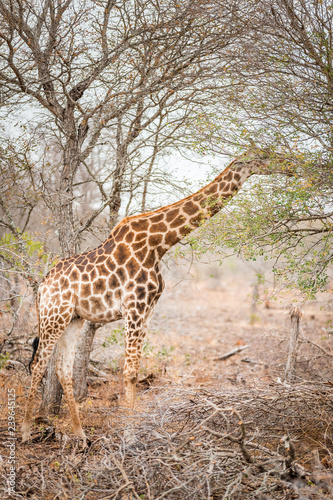 Giraffes in African savannah eat on tree, Kruger Park, South Africa