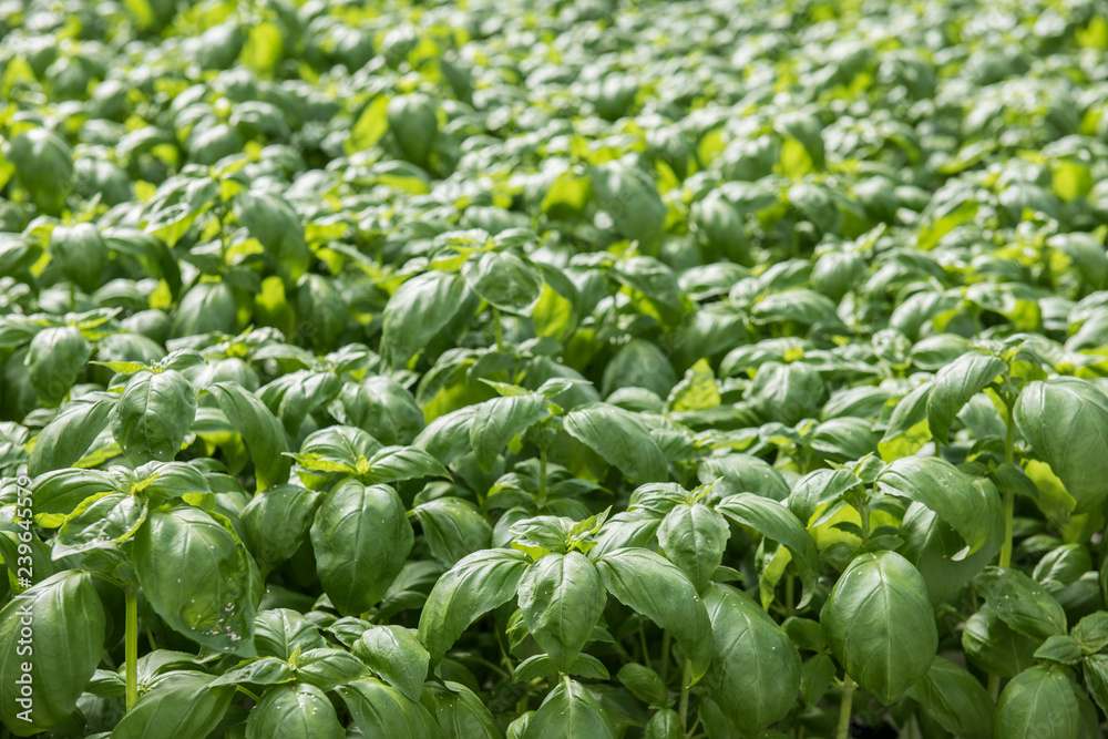 Image of lush green cabbage vegetation inside a Greenhouse farm. The cabbage plants look very fresh and is definitely well cared of. Image of lush green cabbage vegetation inside a Greenhouse farm. The cabbage plants look very fresh and is definitely well cared of.
