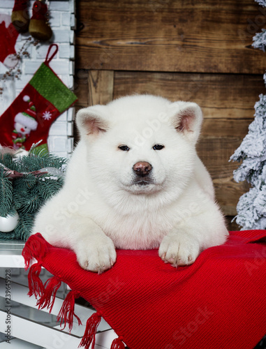 akita inu puppy on a new year background