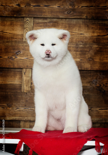 akita inu puppy on a new year background