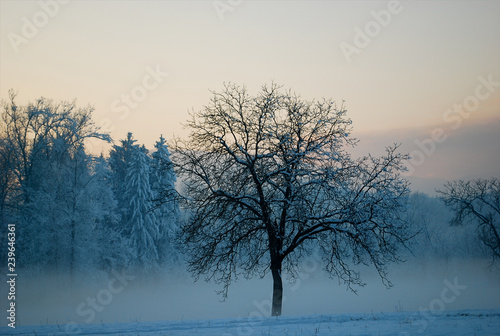 l'albero solitario tra la neve il freddo e la nebbia