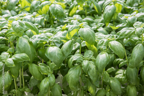 Image of lush green cabbage vegetation inside a Greenhouse farm. The cabbage plants look very fresh and is definitely well cared of.