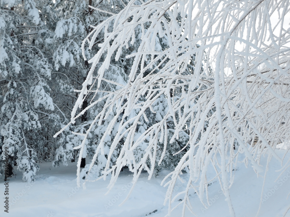 Tree branches covered with snow on a Sunny morning in the forest