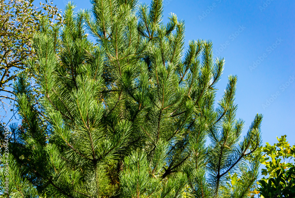 A luxurious Austrian pine or black pine in a garden against a bright blue cloudless sky. Nature concept for design.