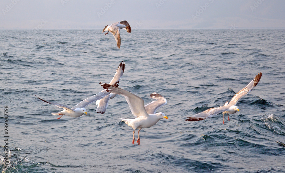 many gulls fly over water in the sea