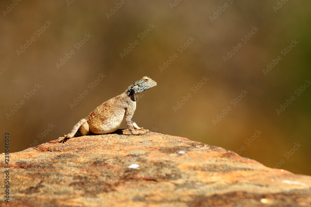 A gravid Southern Rock Agama sunning herself on a rock. A gravid Southern Rock Agama sunning herself on a rock.