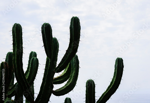 Big Cereus Cactus on the street of Catania, Sicily, Italy