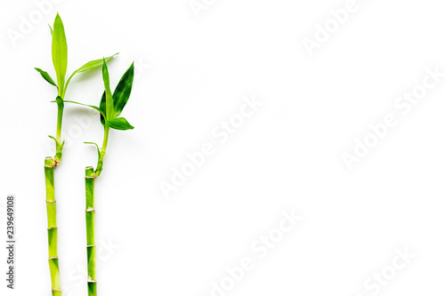 Fototapeta Naklejka Na Ścianę i Meble -  Bamboo shoot. Bamboo stem and leaves on white background top view copy space